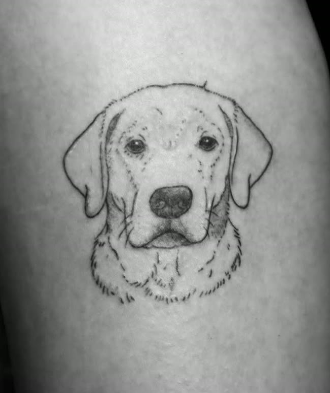Fijnlijnig portret van een labrador